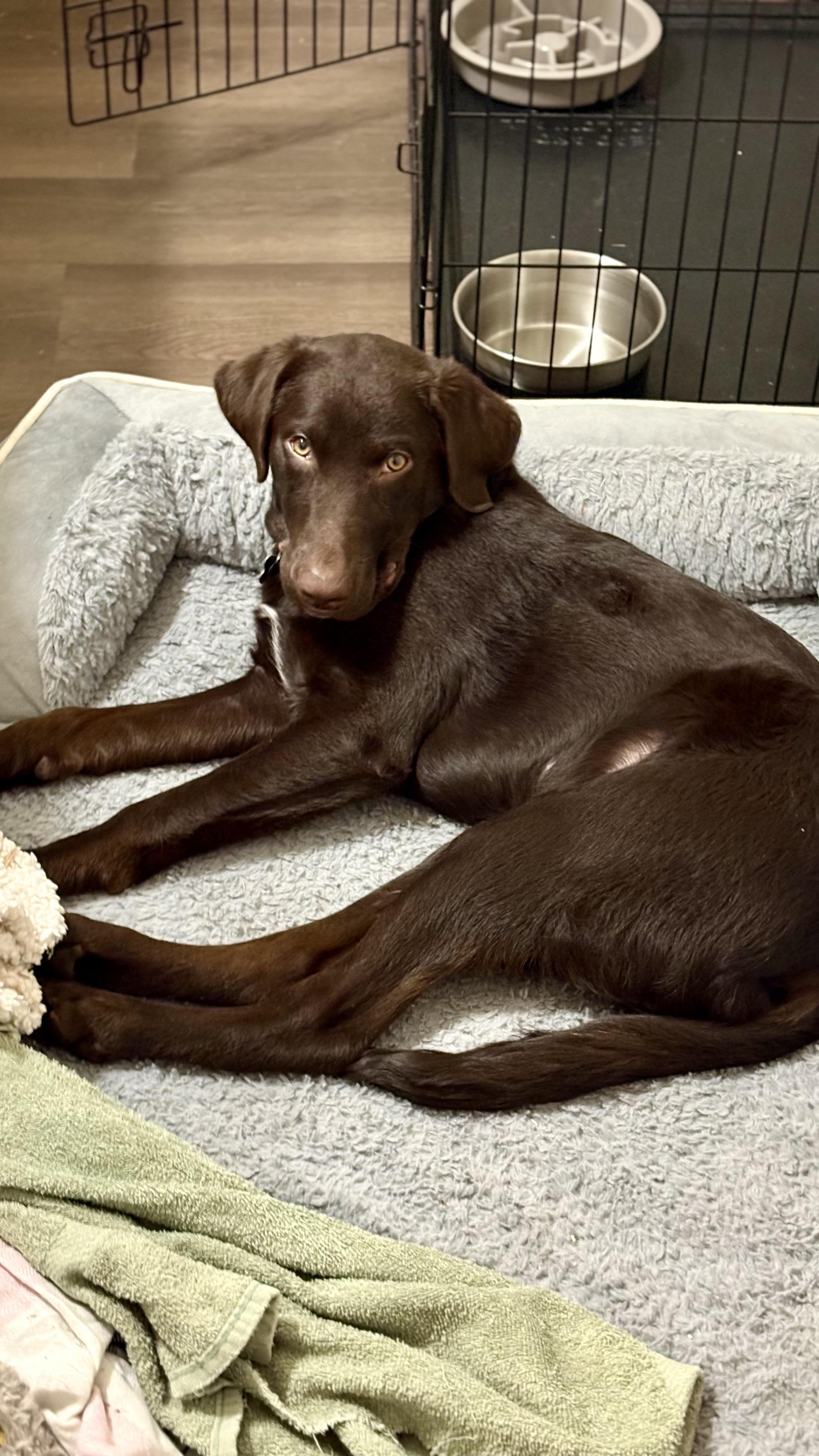 Enlarge Apollo, a ADOPTABLE mixed breed in Chester, SC image 3/3