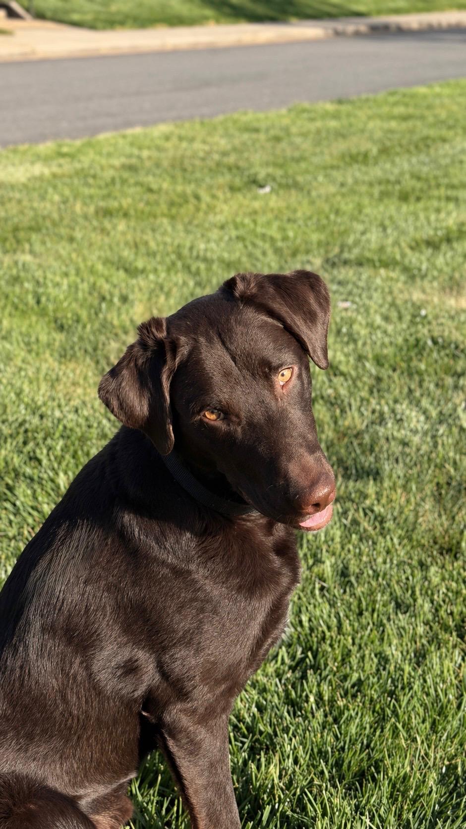 Apollo, ADOPTABLE, Young Male Chocolate Labrador Retriever & Australian Shepherd.