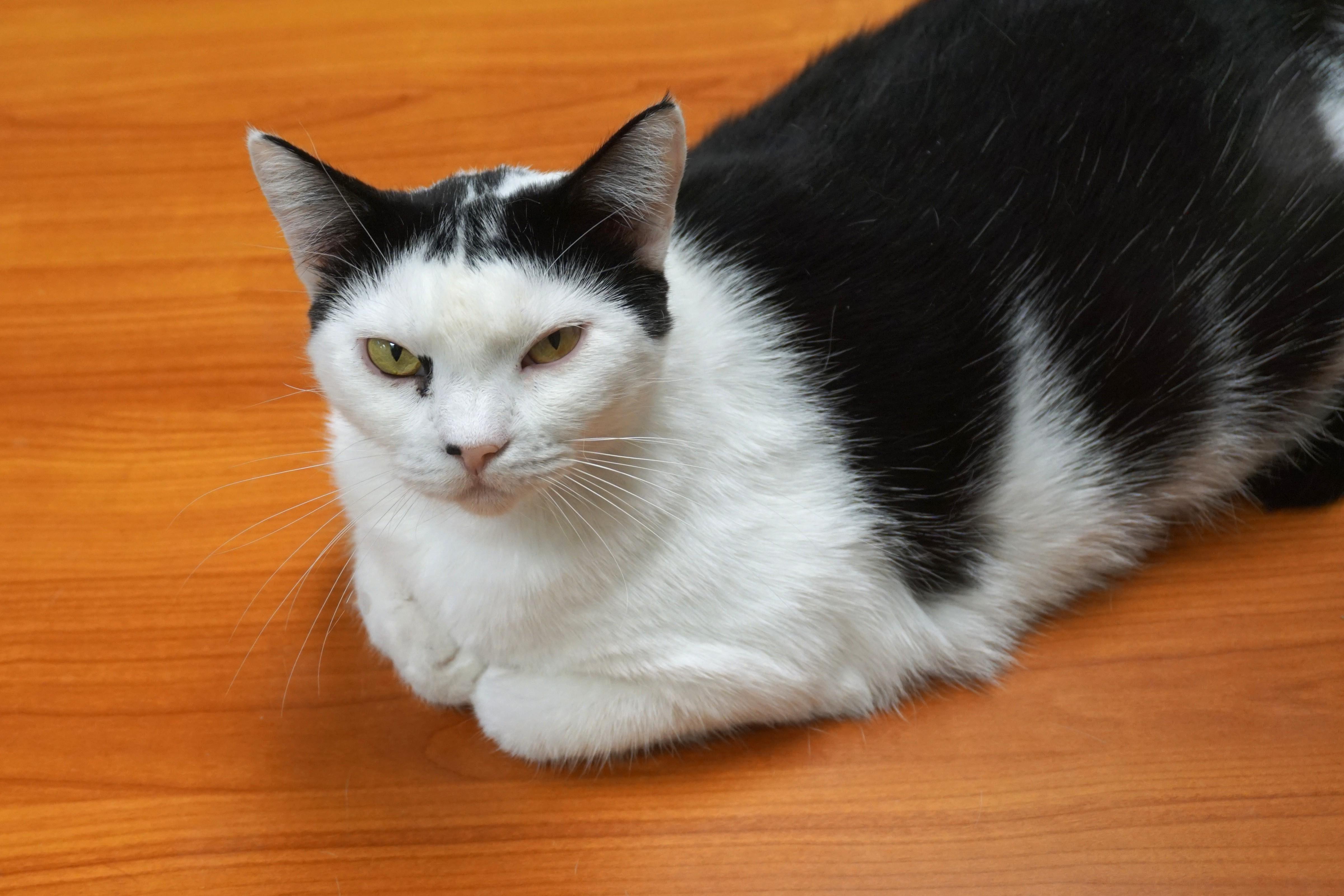 Cleo Azalea, a Adoptable Domestic Short Hair in Fountain Hills, AZ image 1/6
