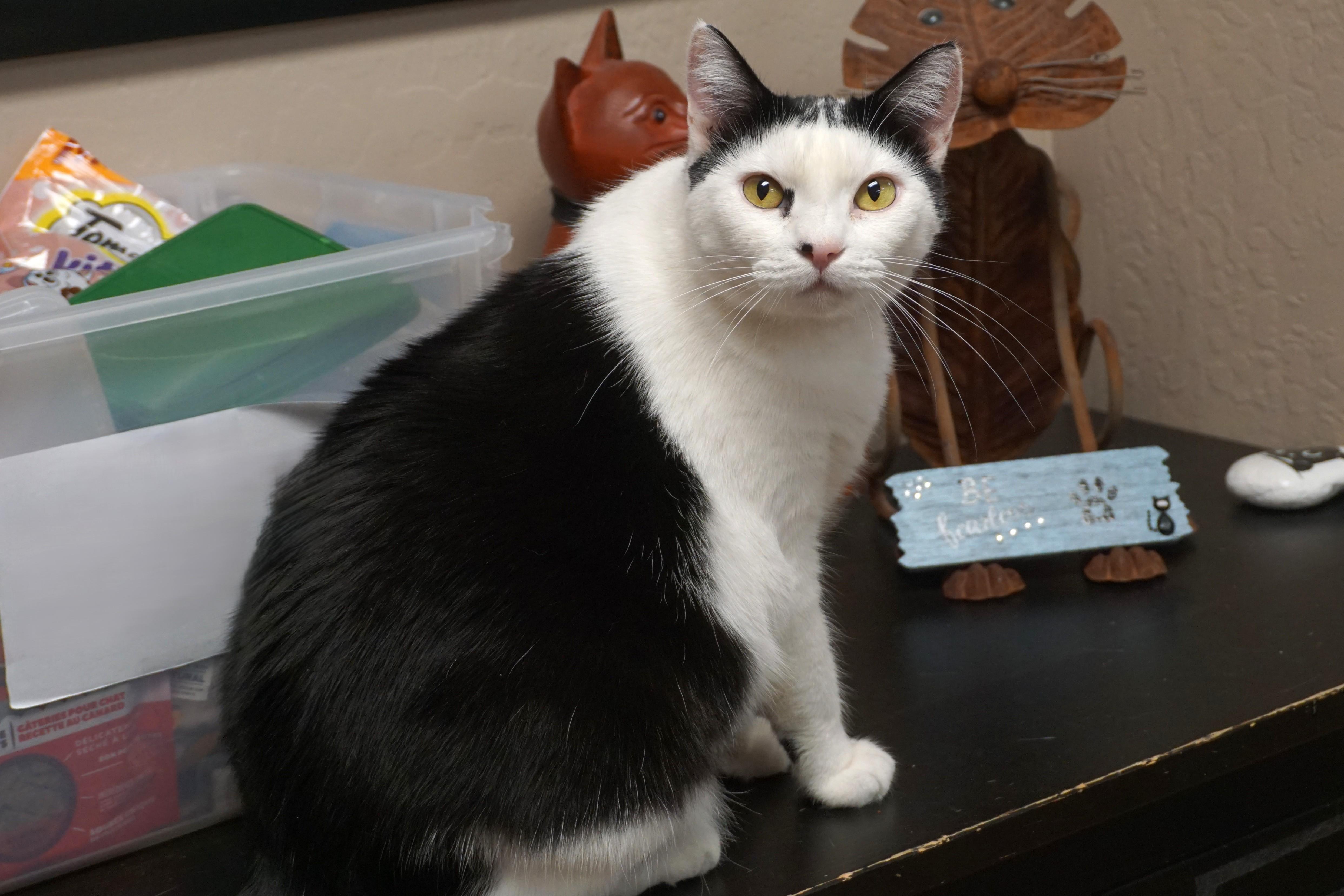 Cleo Azalea, Adoptable, Adult Female Domestic Short Hair.