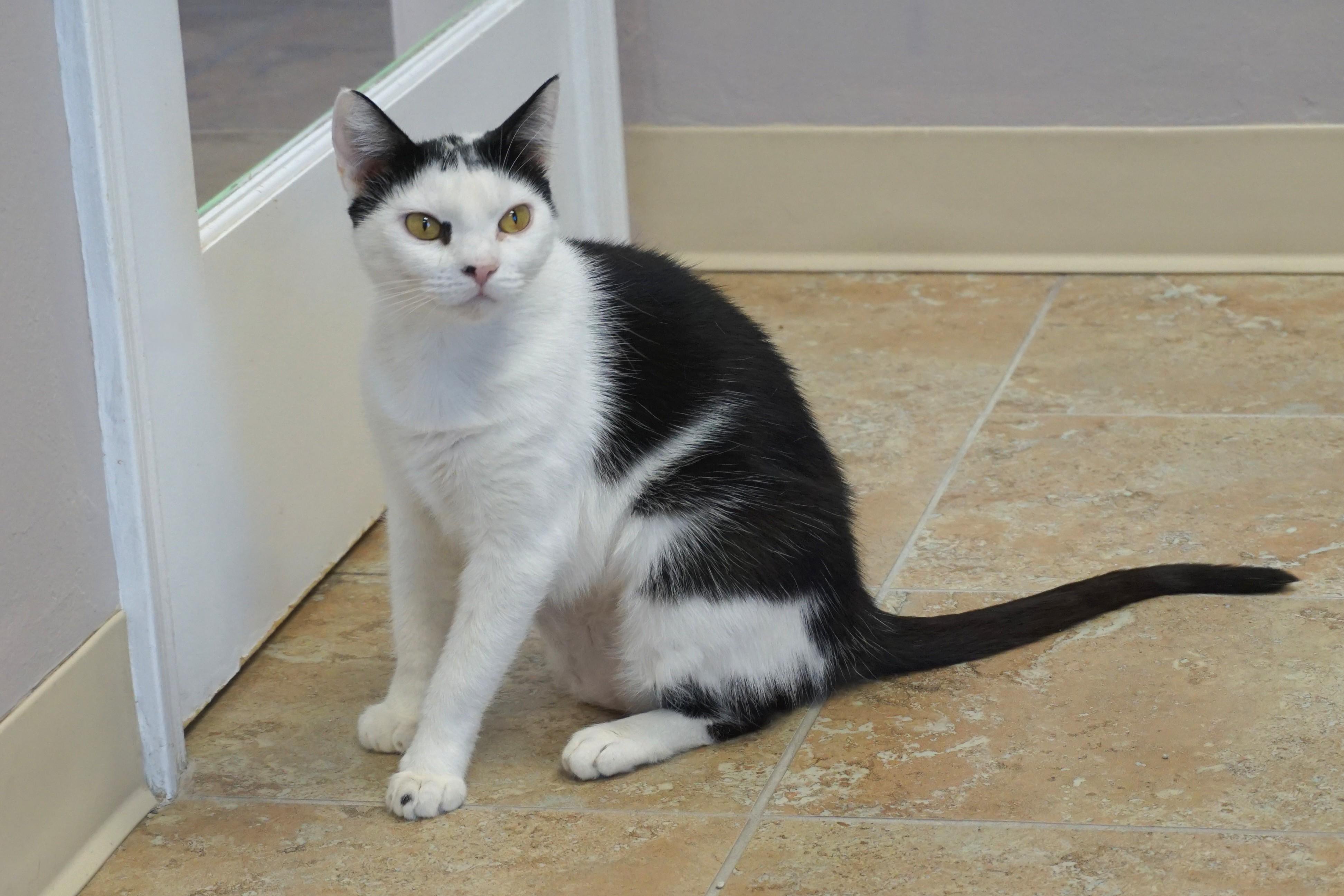 Cleo Azalea, a Adoptable Domestic Short Hair in Fountain Hills, AZ image 3/5