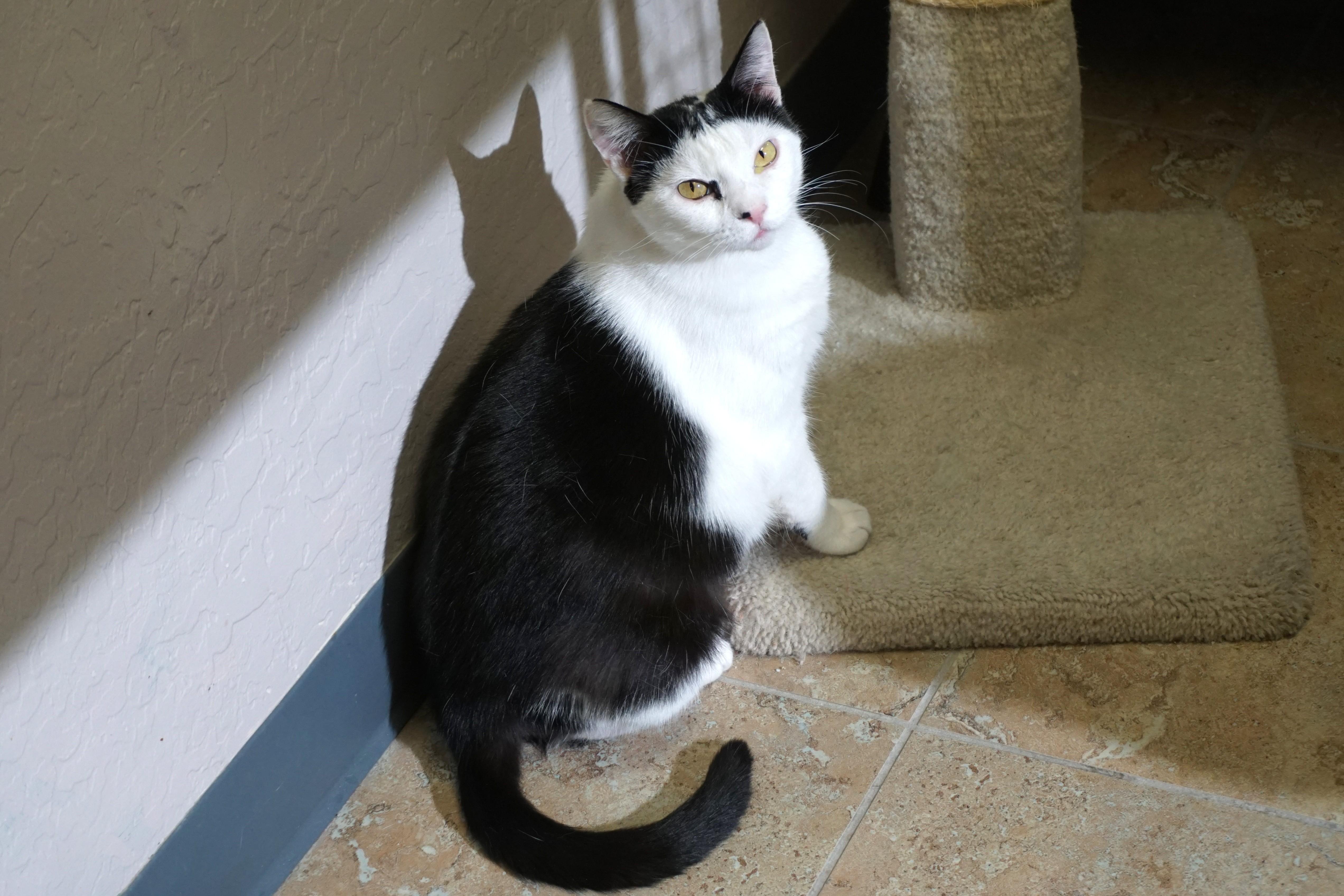 Cleo Azalea, Adoptable, Adult Female Domestic Short Hair.