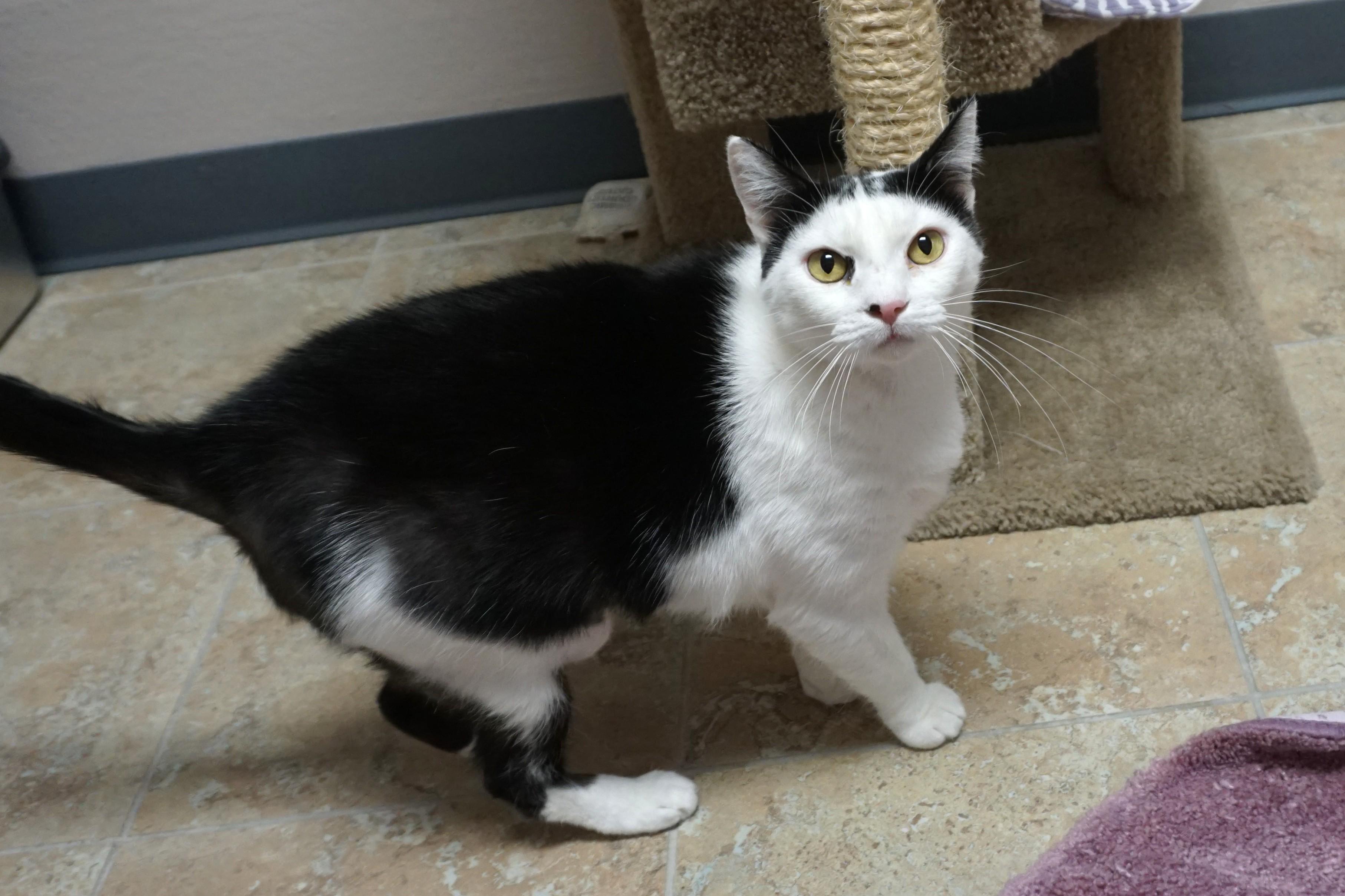 Enlarge Cleo Azalea, a Adoptable Domestic Short Hair in Fountain Hills, AZ image 1/6