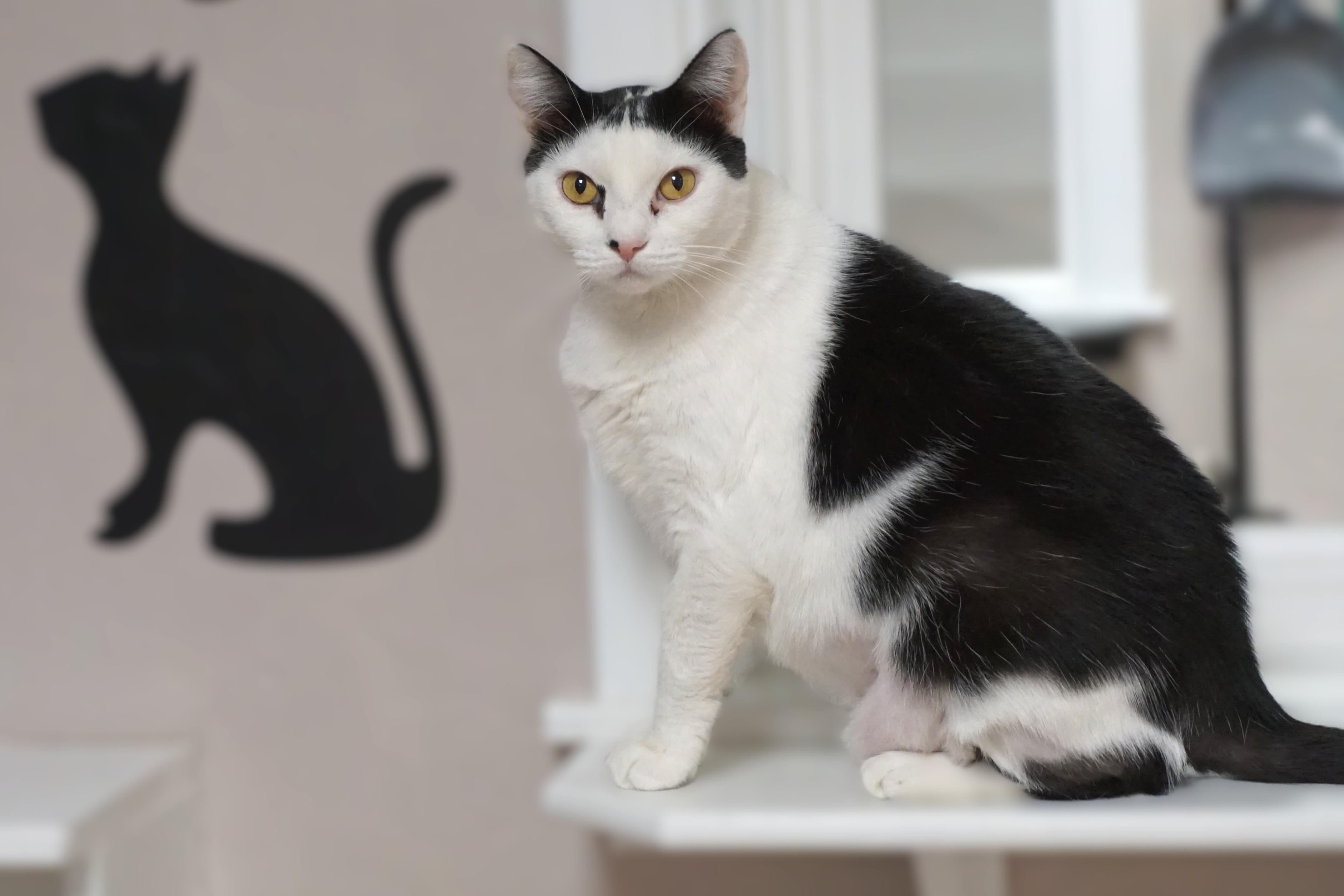 Enlarge Cleo Azalea, a Adoptable Domestic Short Hair in Fountain Hills, AZ image 1/6