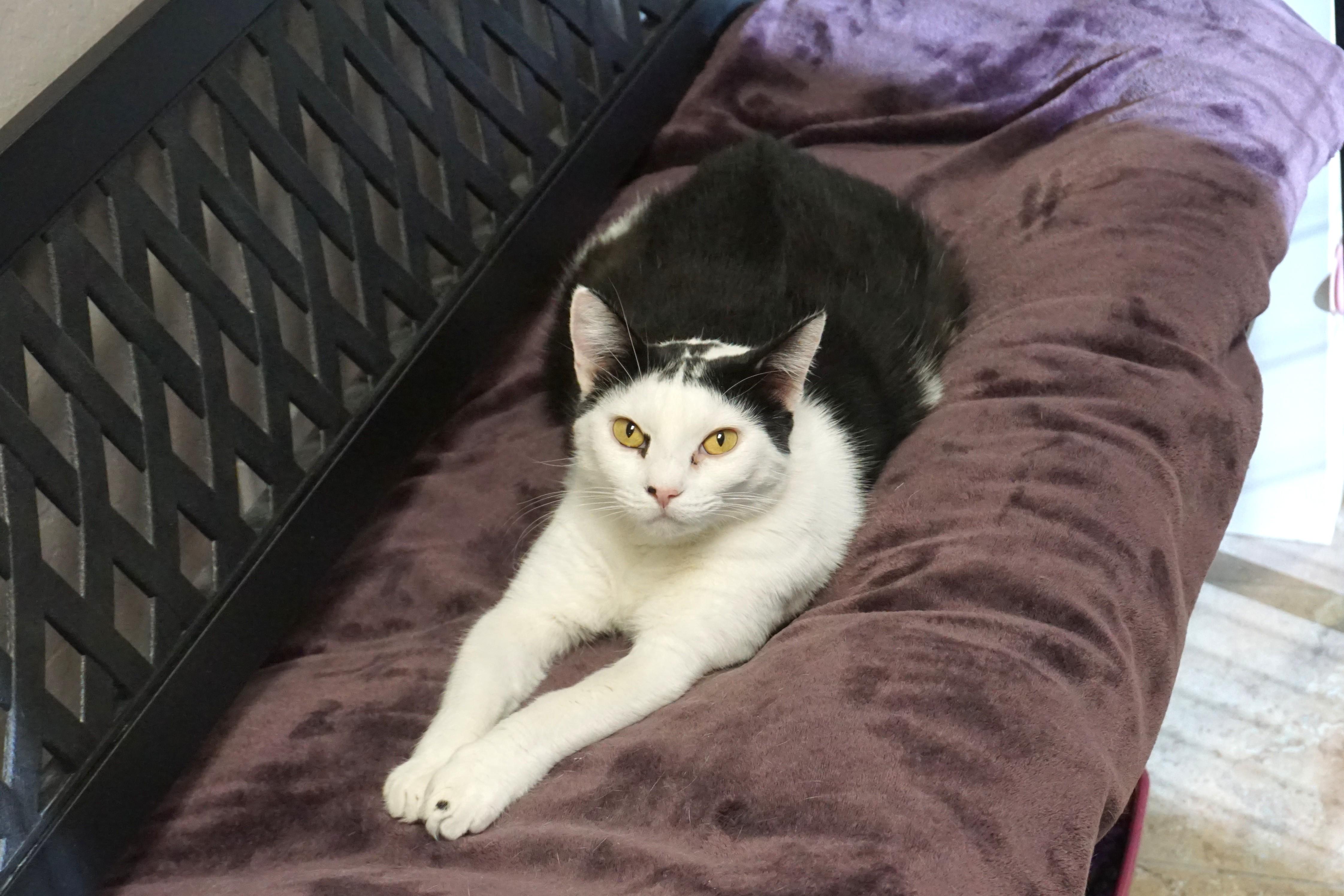 Enlarge Cleo Azalea, a Adoptable Domestic Short Hair in Fountain Hills, AZ image 2/6