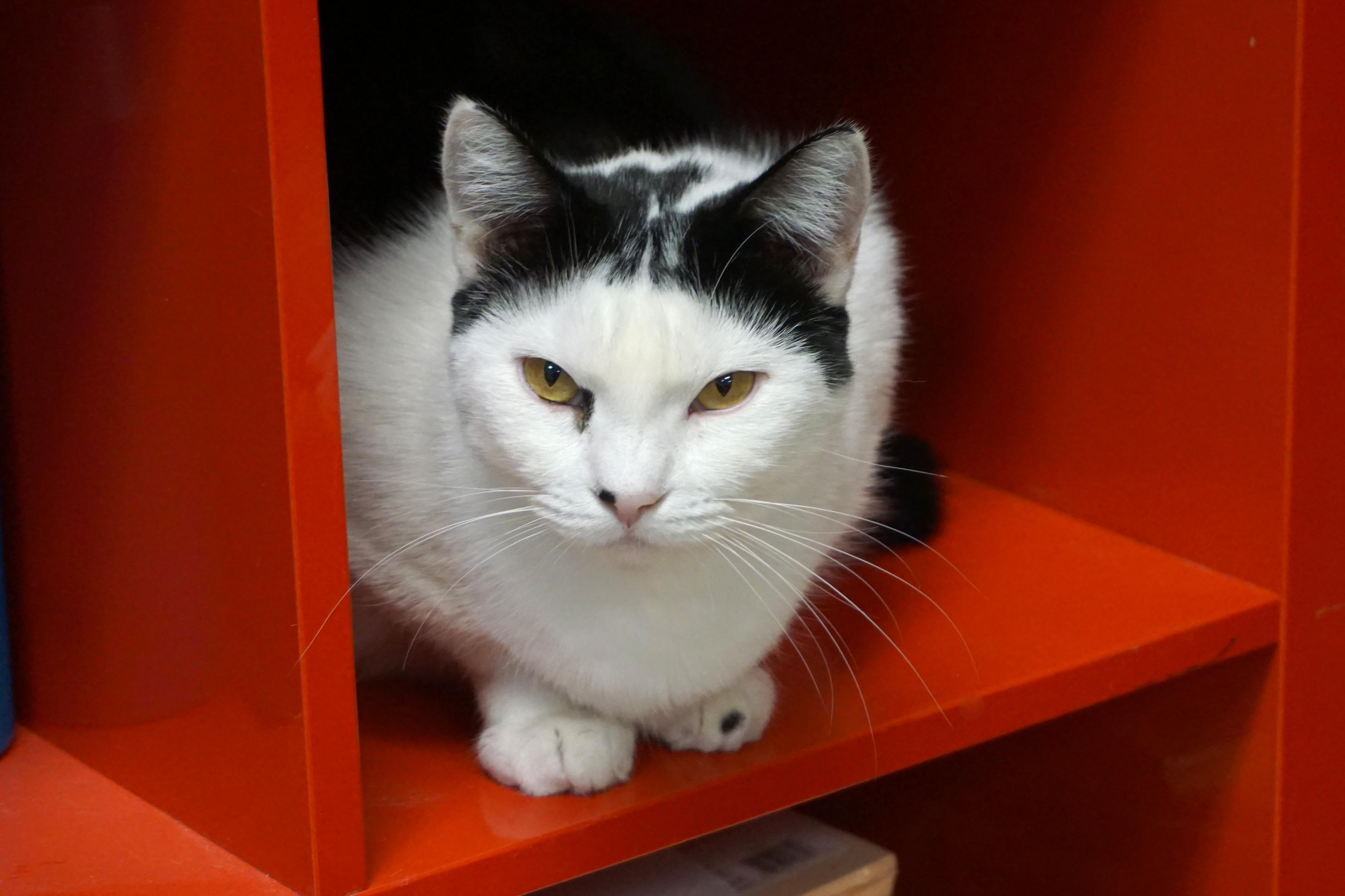 Cleo Azalea, Adoptable, Adult Female Domestic Short Hair.
