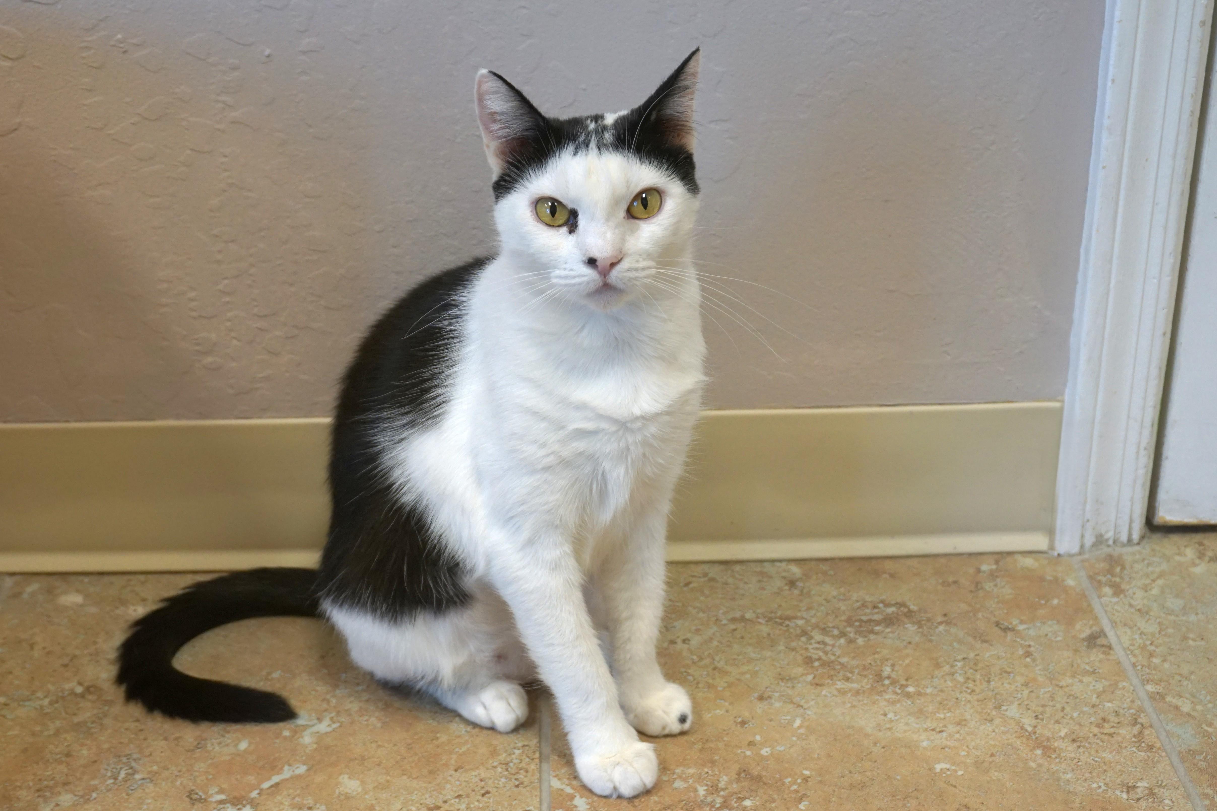Cleo Azalea, a Adoptable Domestic Short Hair in Fountain Hills, AZ image 1/5