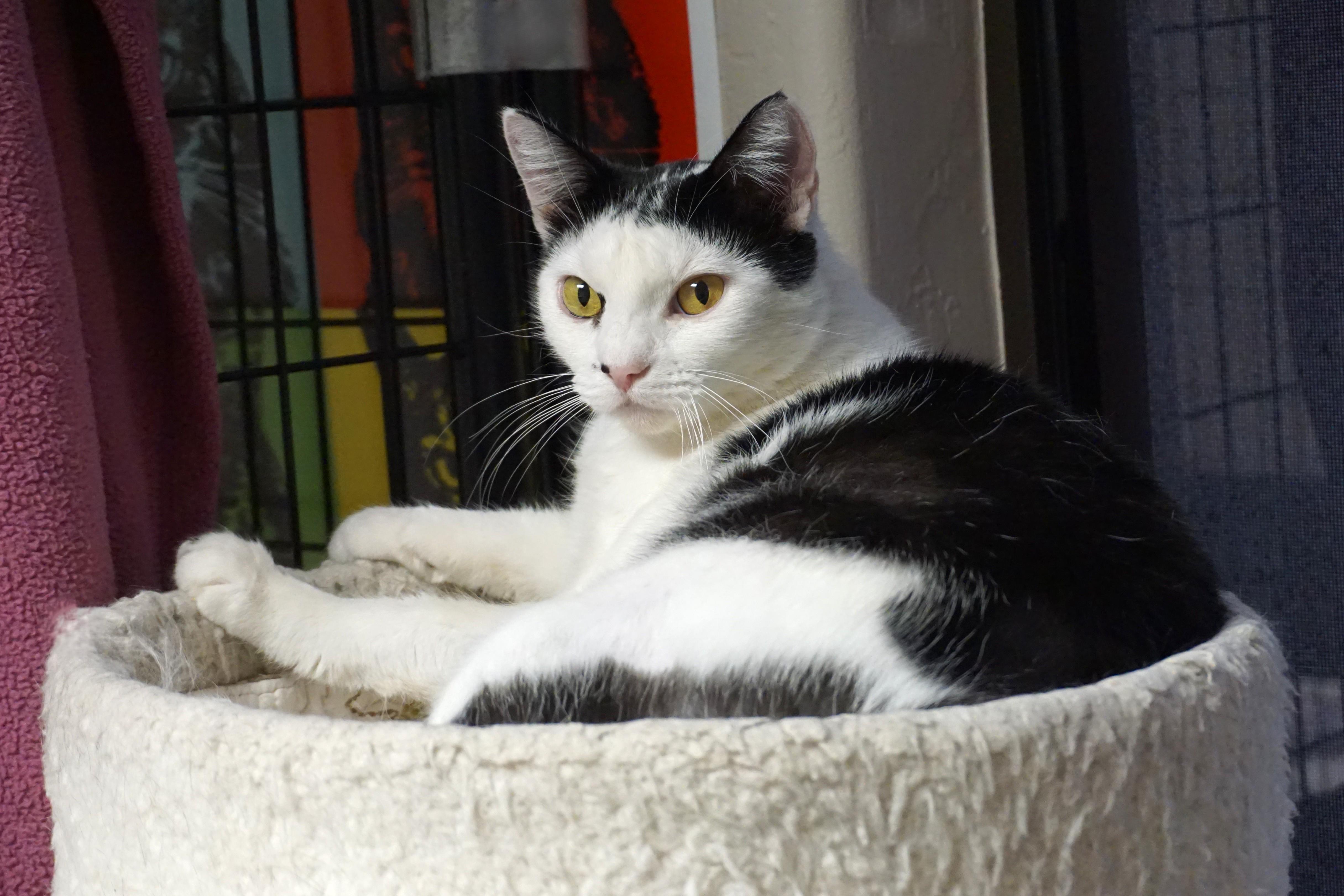 Enlarge Cleo Azalea, a Adoptable Domestic Short Hair in Fountain Hills, AZ image 2/6