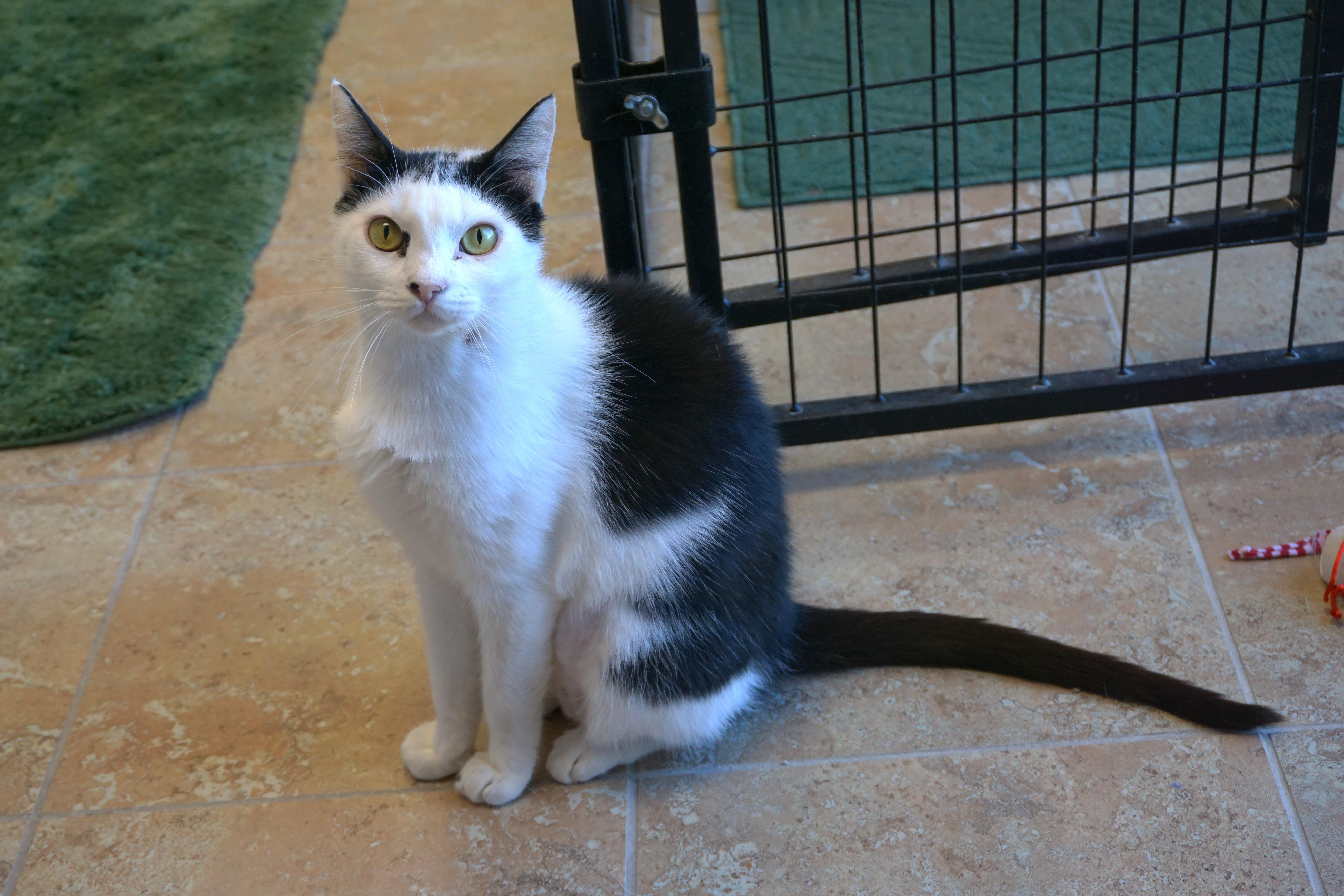 Cleo Azalea, a Adoptable Domestic Short Hair in Fountain Hills, AZ image 4/5