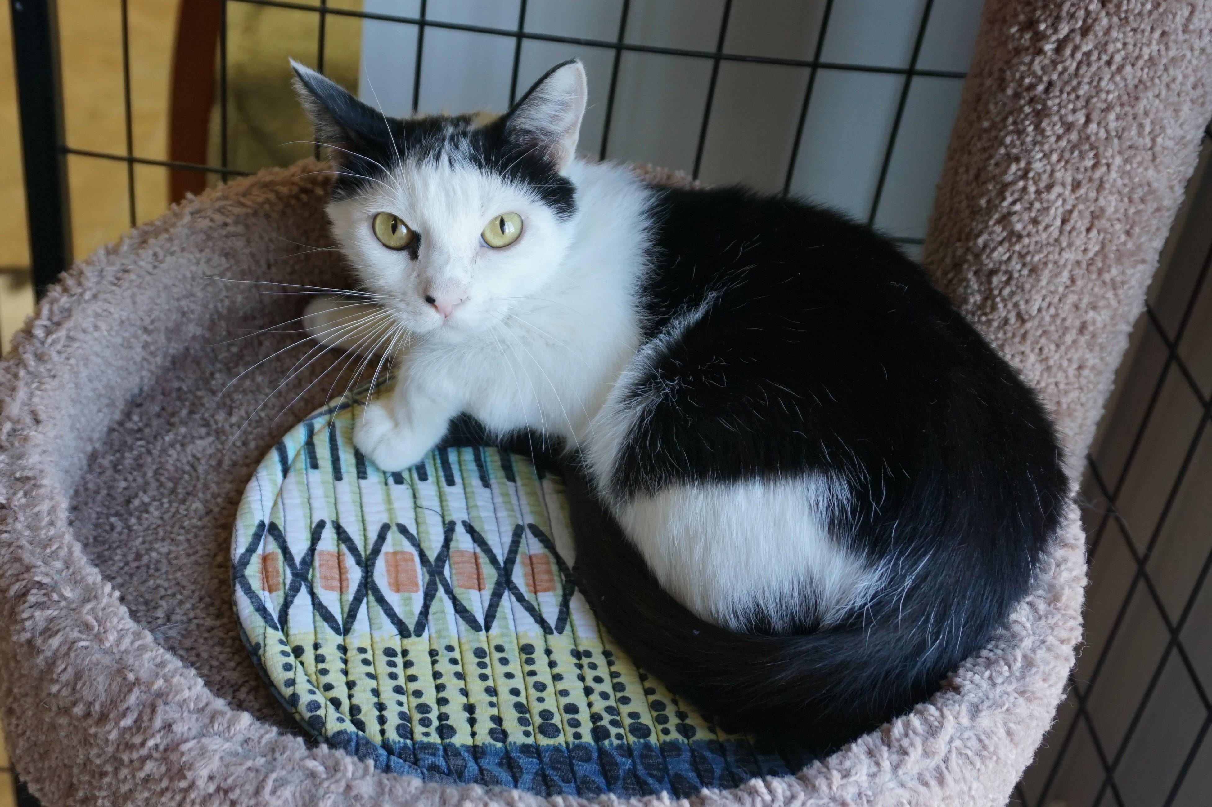 Cleo Azalea, a Adoptable Domestic Short Hair in Fountain Hills, AZ image 5/5