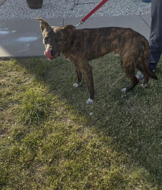 Enlarge DIRK, a Adoptable mixed breed in Killeen, TX image 1/1