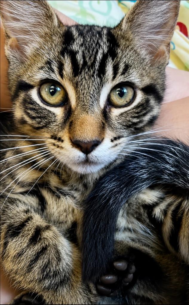 Groot, Adoptable, Kitten Male Domestic Short Hair.