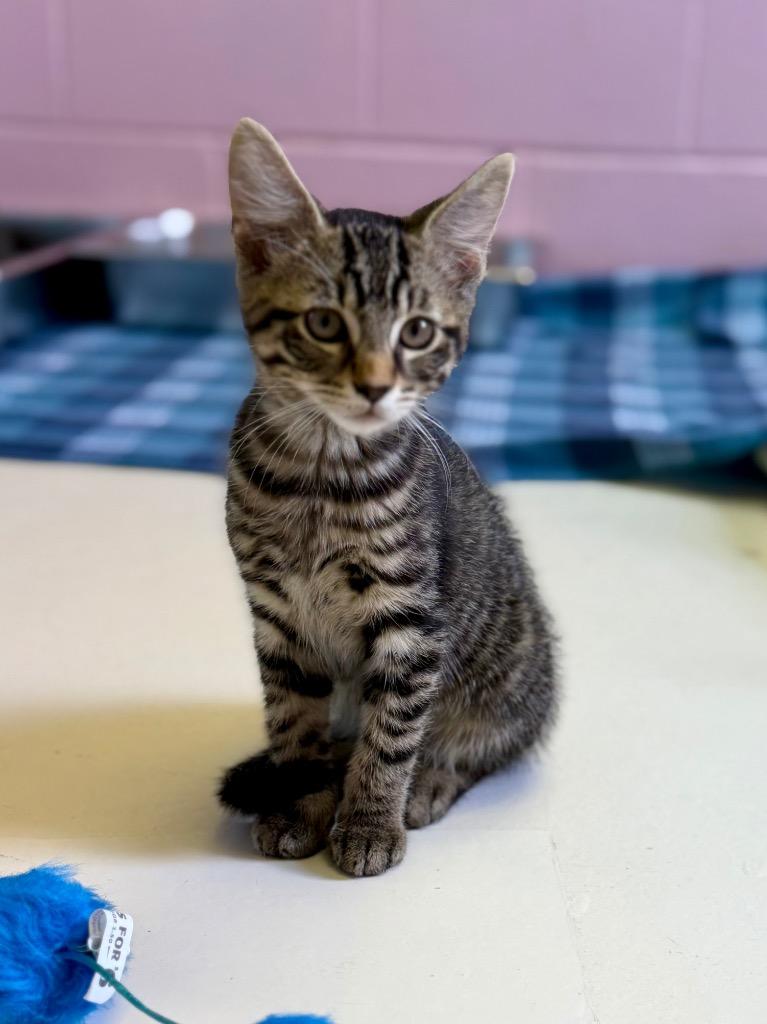 Enlarge Groot, a Adoptable mixed breed in Sherwood, AR image 2/2