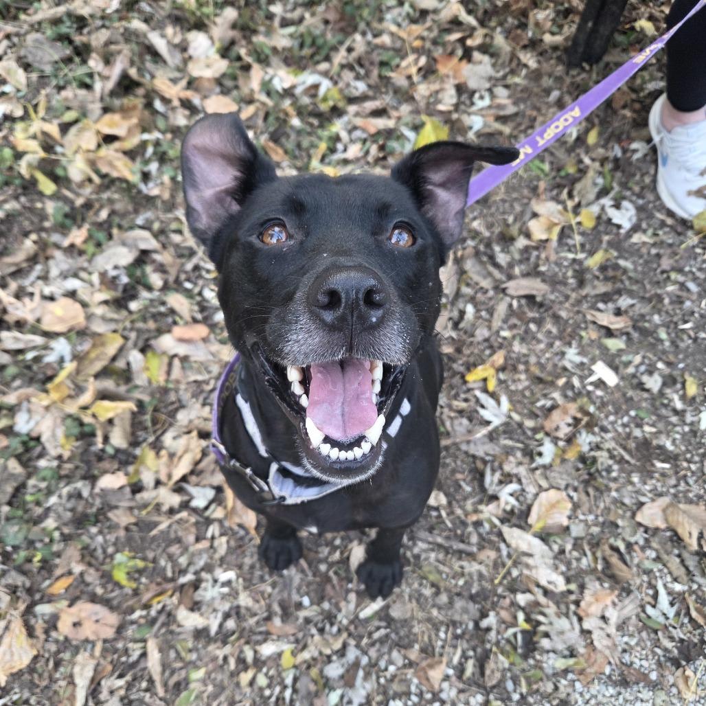 Elphaba, Adoptable, Adult Female Pit Bull Terrier.
