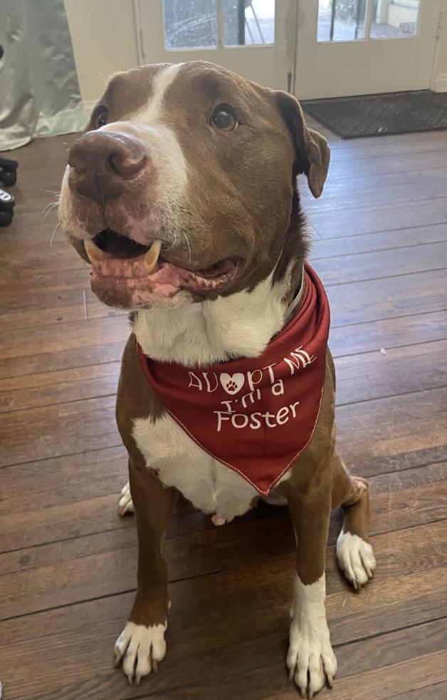 Enlarge Loki, a Adoptable Pit Bull Terrier in Calabasas, CA image 3/4