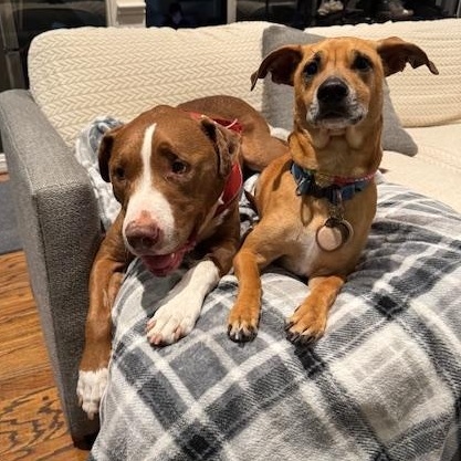 Enlarge Loki, a Adoptable Pit Bull Terrier in Calabasas, CA image 4/4