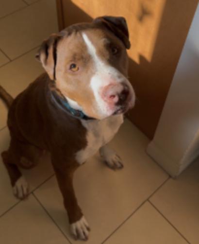 Enlarge Loki, a Adoptable Pit Bull Terrier in Calabasas, CA image 1/4
