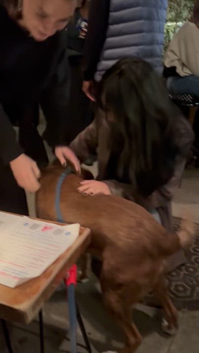 Enlarge Loki, a Adoptable Pit Bull Terrier in Calabasas, CA video 2/4