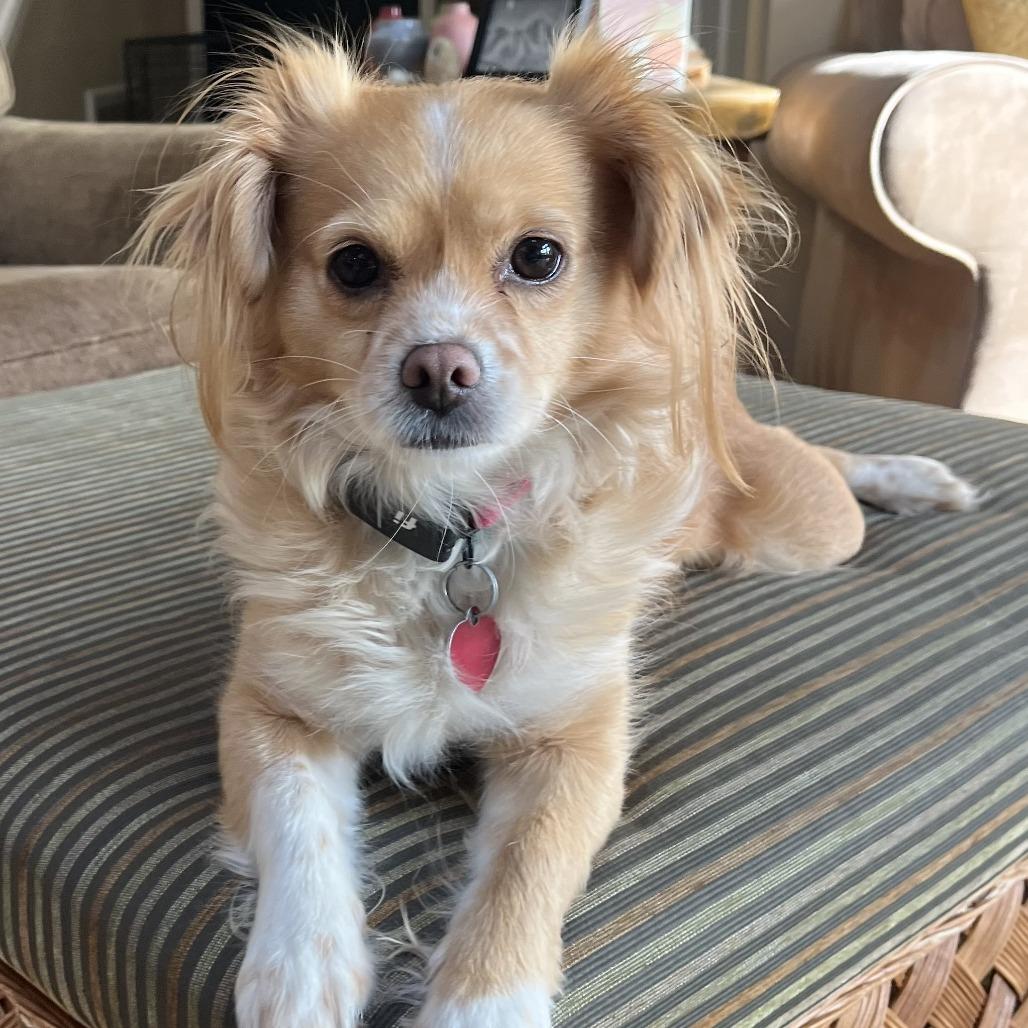 Enlarge PEACH, a Adoptable mixed breed in Point Richmond, CA image 1/6