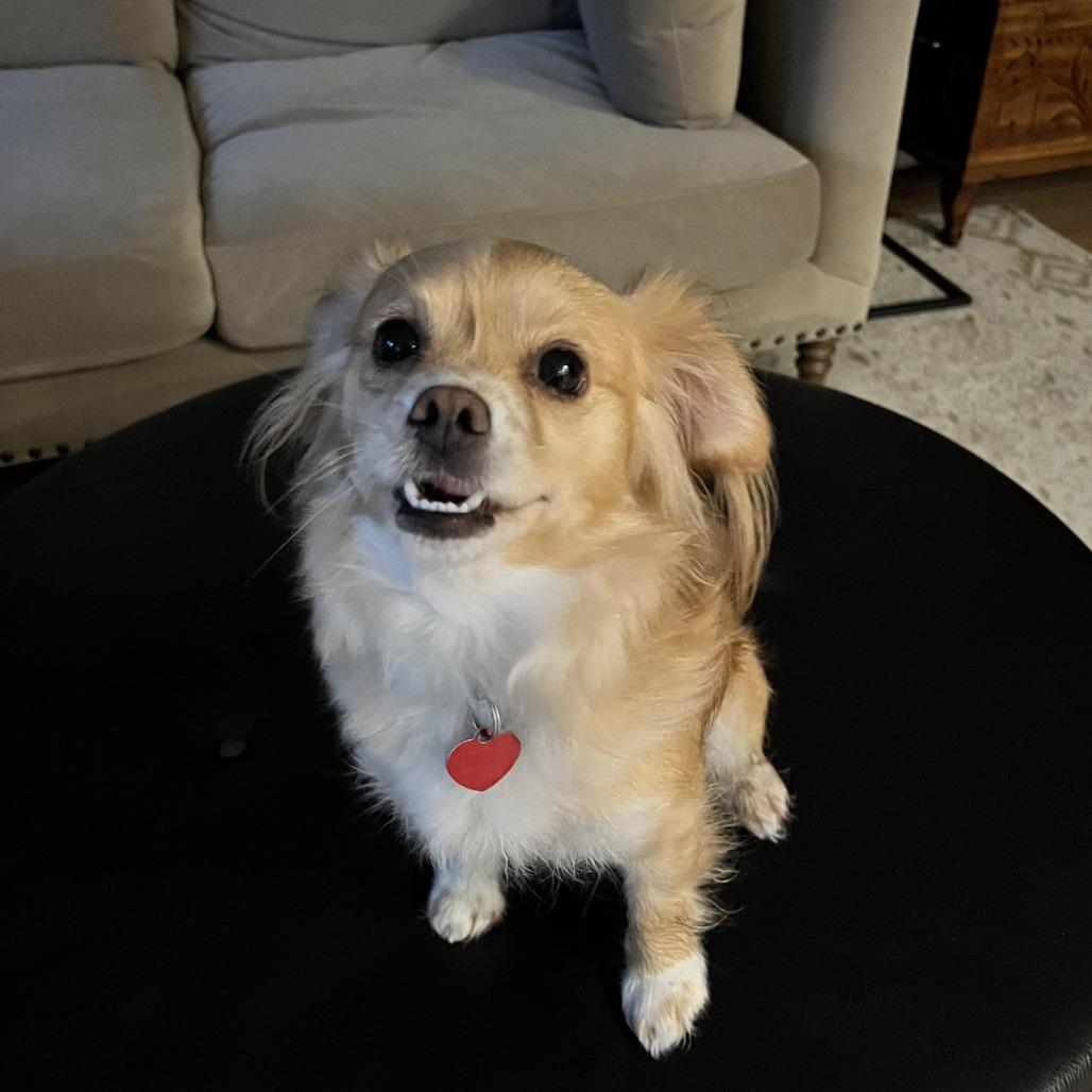 Enlarge PEACH, a Adoptable mixed breed in Point Richmond, CA image 2/6