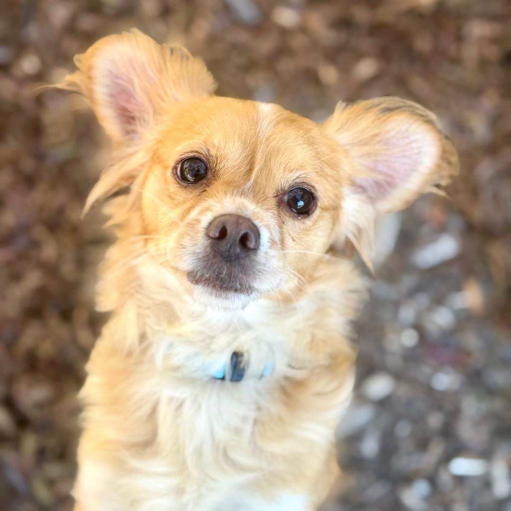 Enlarge PEACH, a Adoptable mixed breed in Point Richmond, CA image 3/6