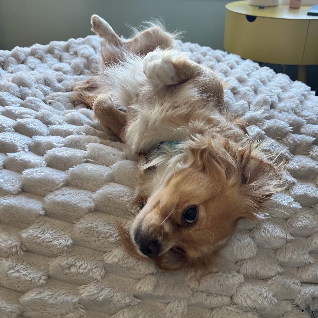 Enlarge PEACH, a Adoptable mixed breed in Point Richmond, CA image 4/6