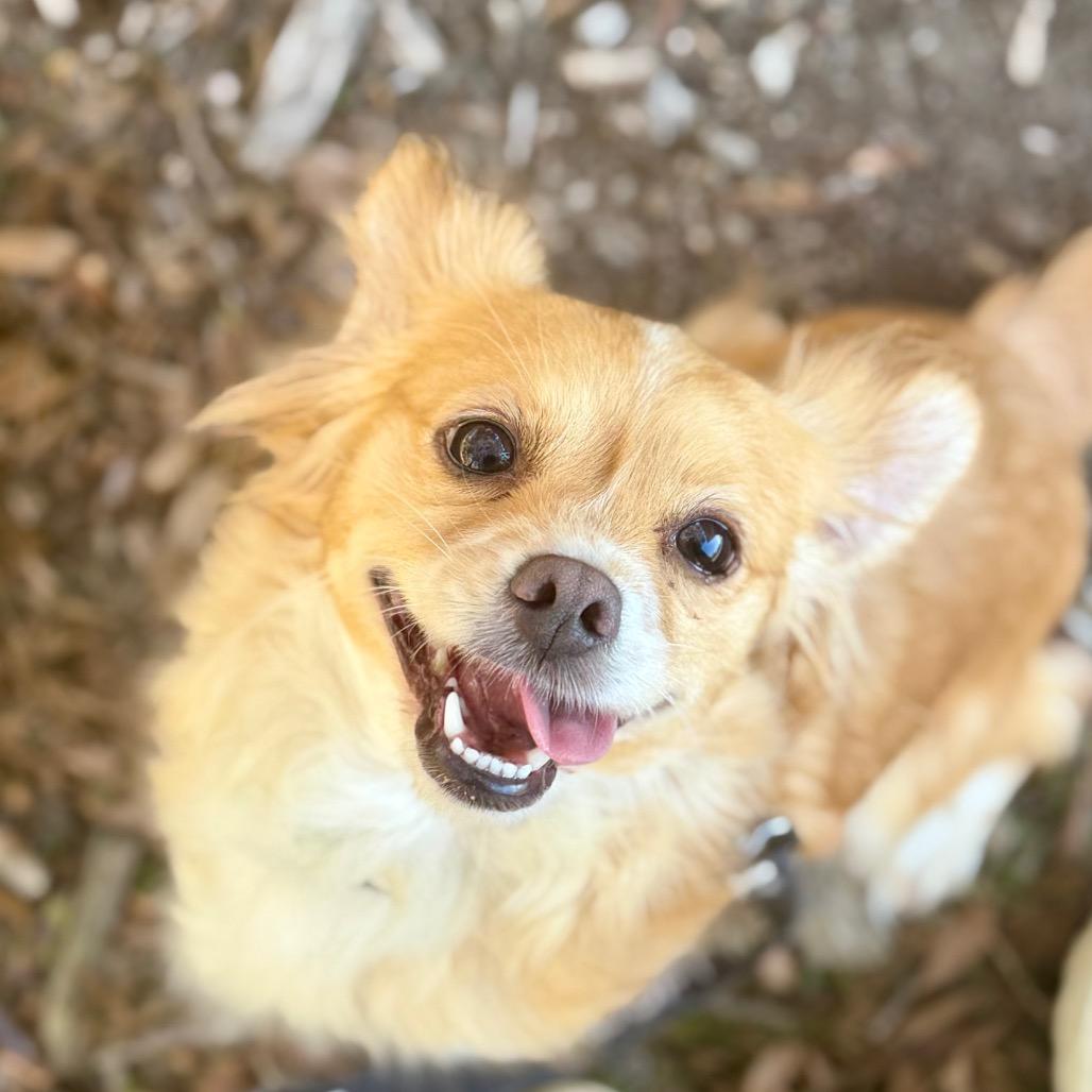 Enlarge PEACH, a Adoptable mixed breed in Point Richmond, CA image 5/6