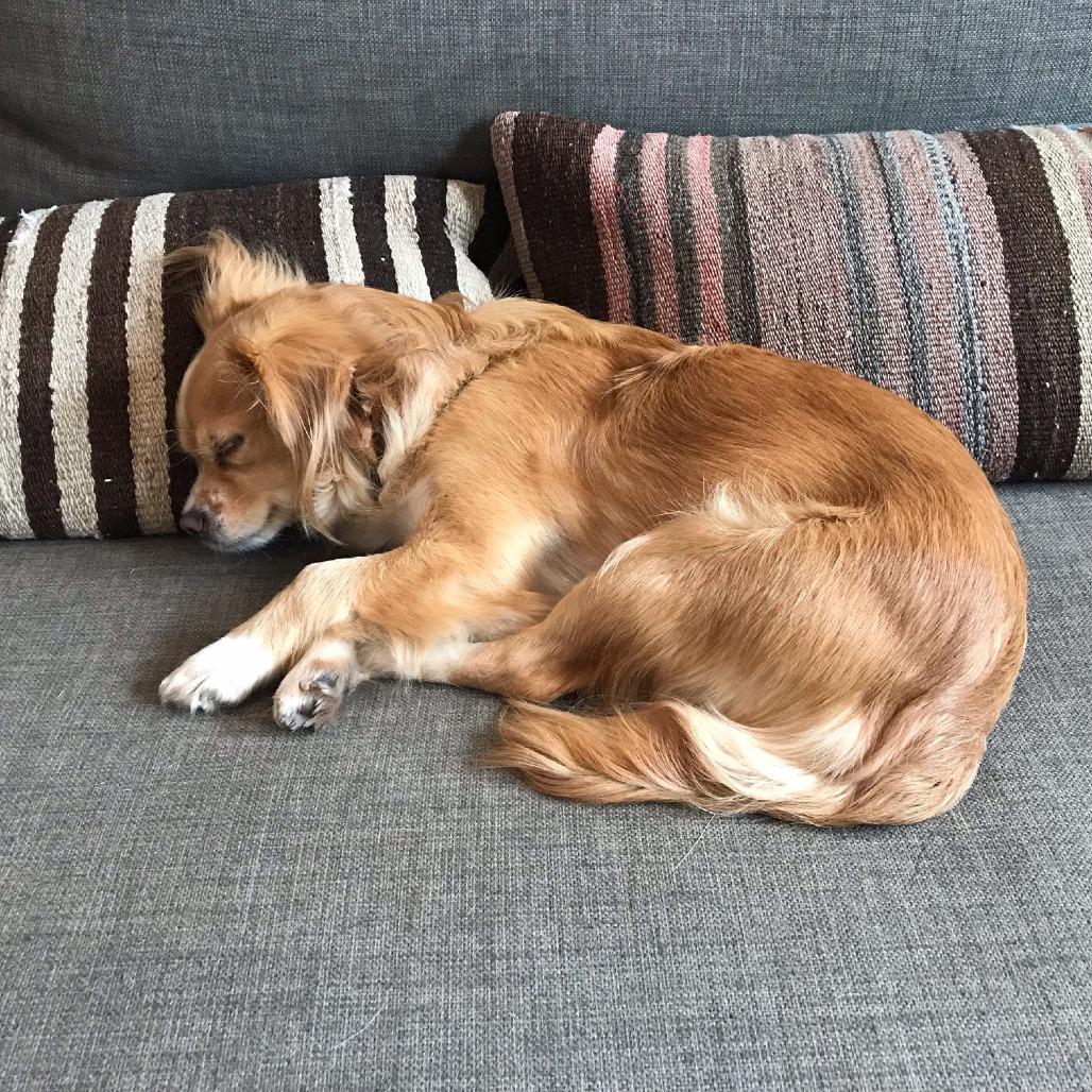Enlarge PEACH, a Adoptable mixed breed in Point Richmond, CA image 6/6