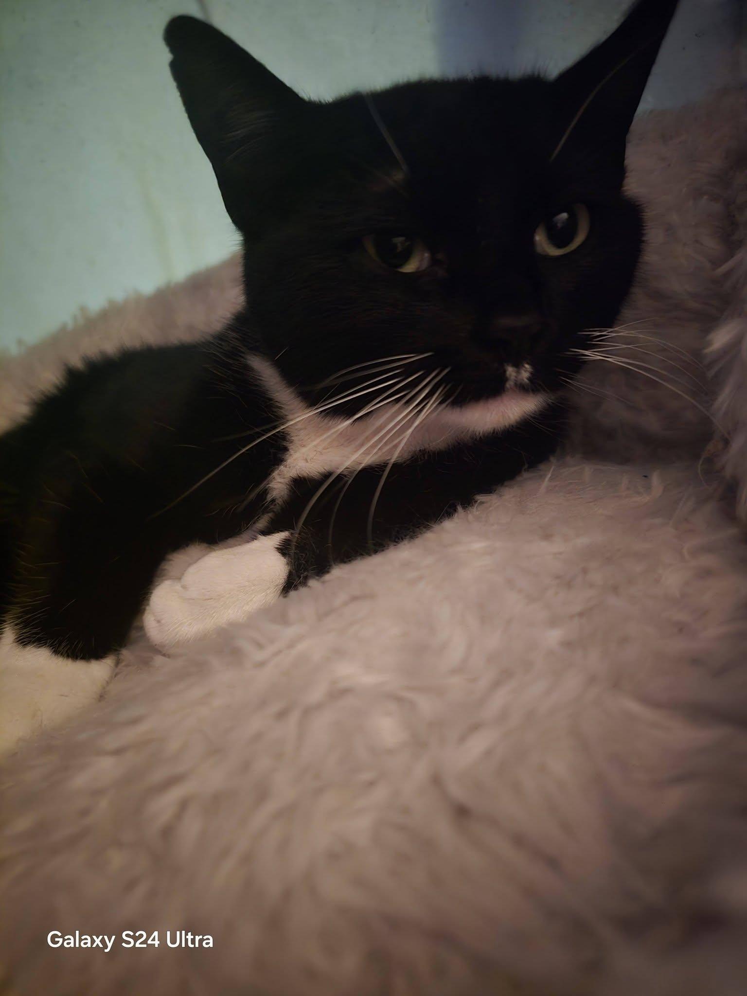 Enlarge Toothless , a ADOPTABLE Domestic Short Hair in Plymouth , PA image 2/2