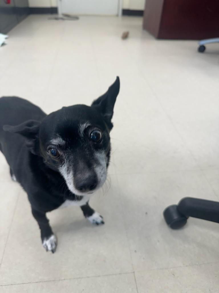 Enlarge Mason, a ADOPTABLE Chihuahua in Clayton, NJ image 2/2