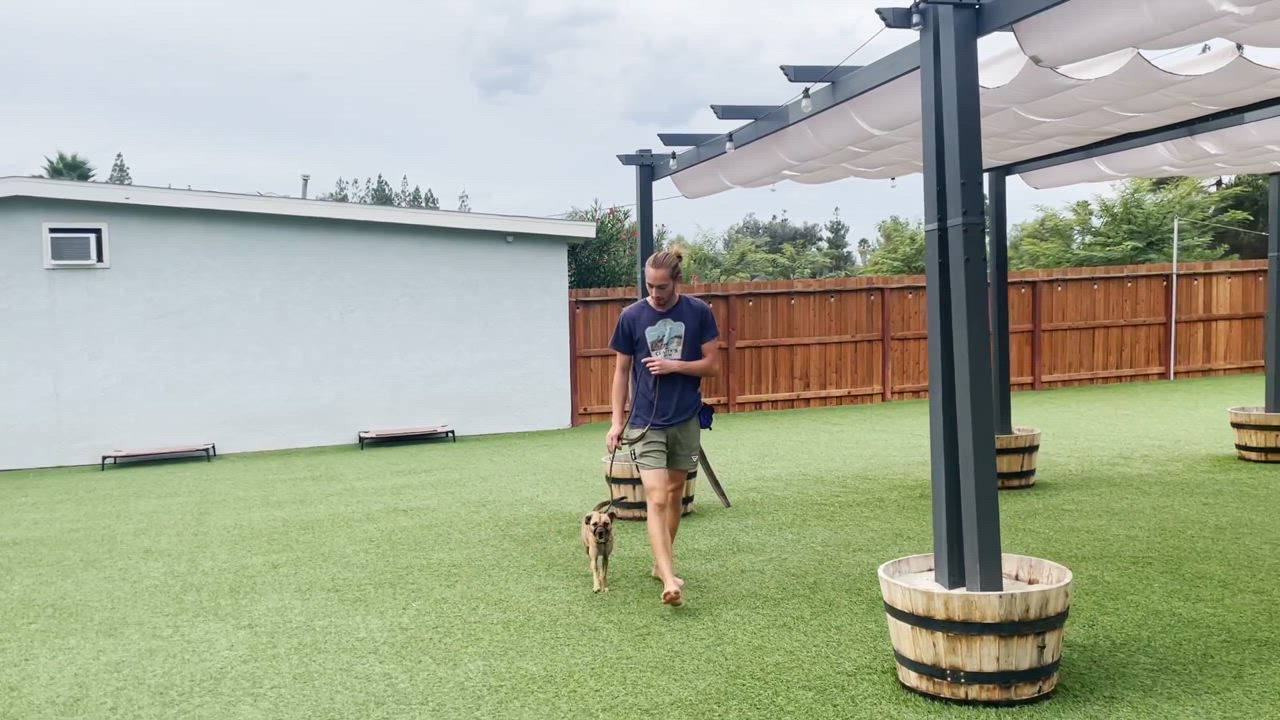 Enlarge Lily , a Adopted Mixed Breed in Poway, CA video 1/7