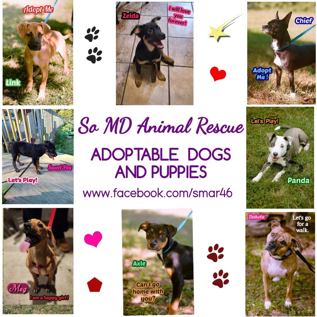 Panda, Adopted, Young Female American Staffordshire Terrier.