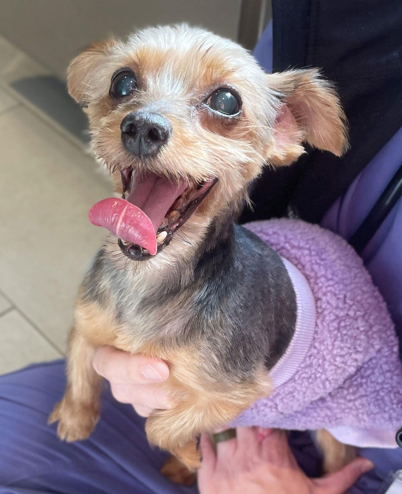 Bear & Rex- BONDED PAIR, Adopted, Adult Male Yorkshire Terrier & Bichon Frise.