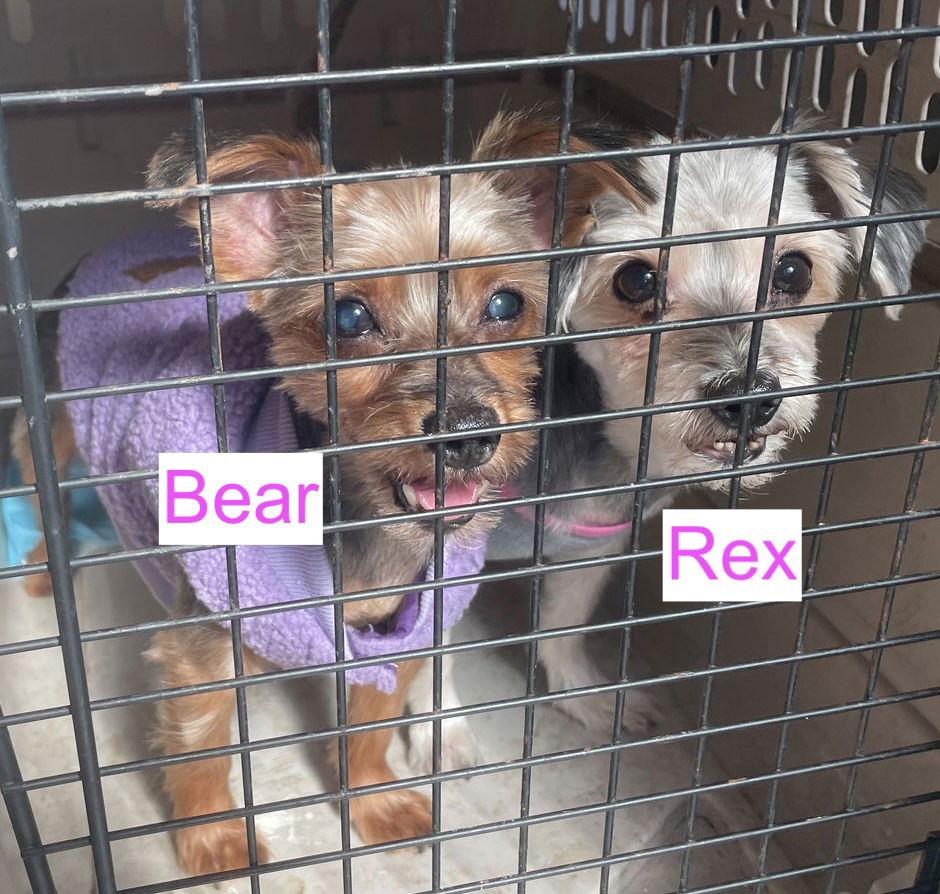 Enlarge Bear & Rex- BONDED PAIR, a Adopted mixed breed in Chester, NJ image 2/3