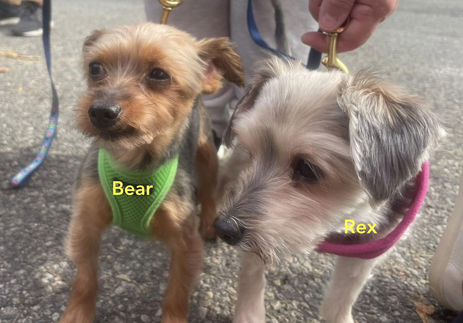 Enlarge Bear & Rex- BONDED PAIR, a Adopted mixed breed in Chester, NJ image 3/3