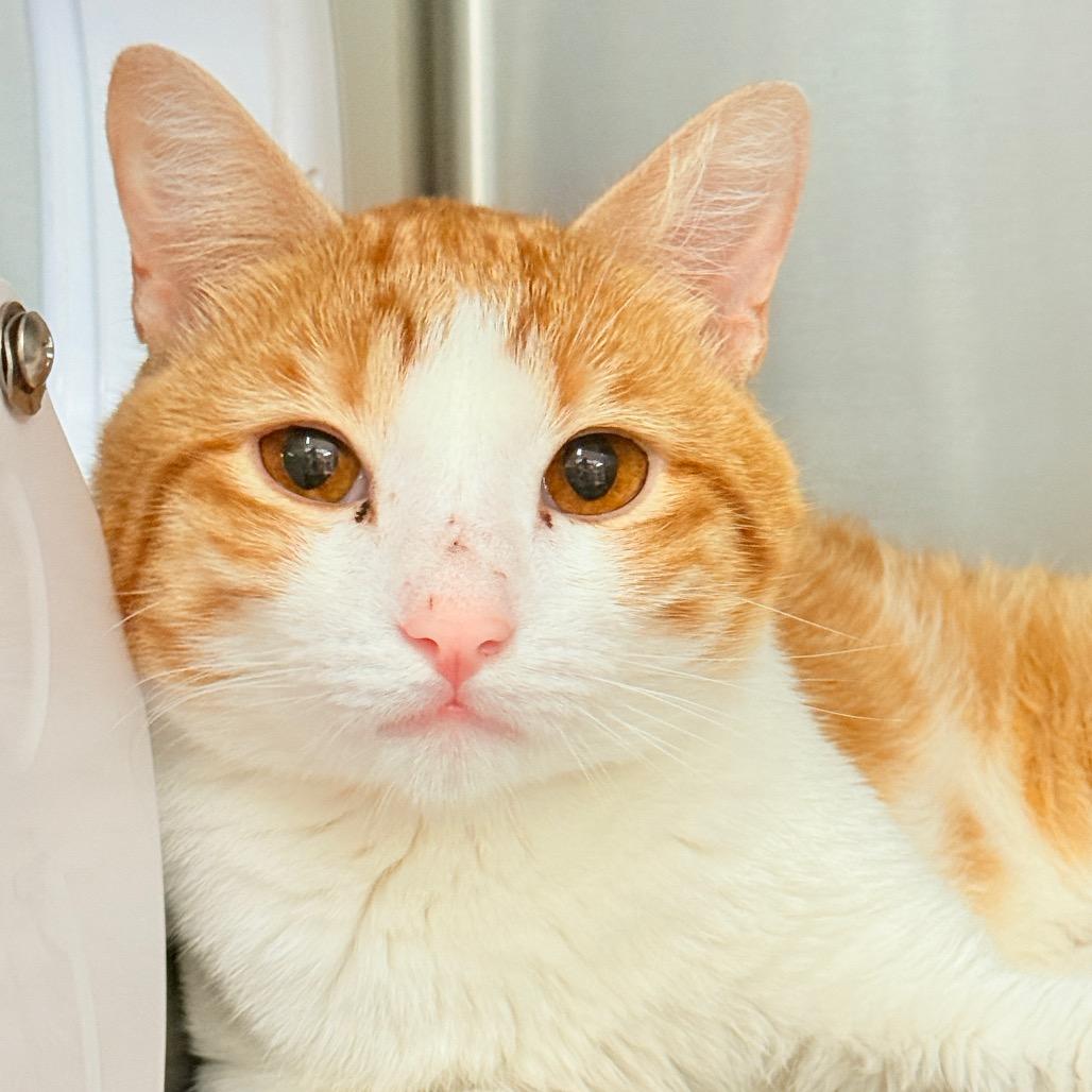Enlarge Clark, a Adoptable Domestic Short Hair in Perkiomenville, PA image 1/1