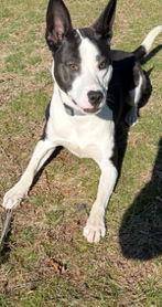 Enlarge Enzo, a Adoptable Mixed Breed in Cliffwood, NJ image 1/3