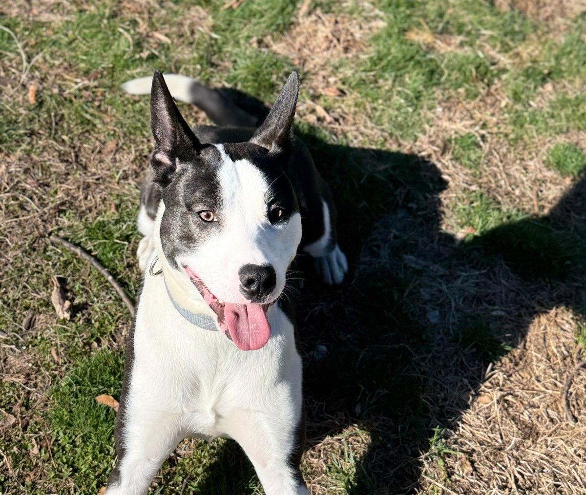 Enlarge Enzo, a Adoptable Mixed Breed in Cliffwood, NJ image 2/3