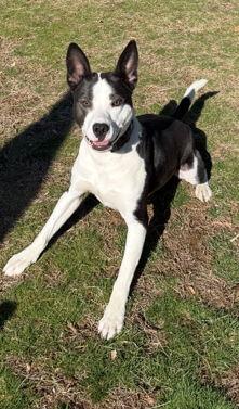 Enlarge Enzo, a Adoptable Mixed Breed in Cliffwood, NJ image 3/3