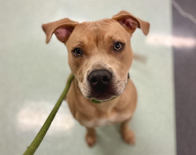 ASHLEY, Adoptable, Young Female Pit Bull Terrier.