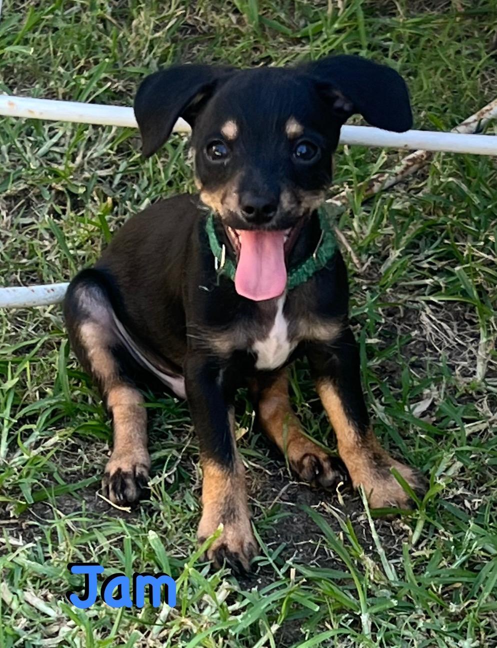 Jam, Baby Male Chihuahua