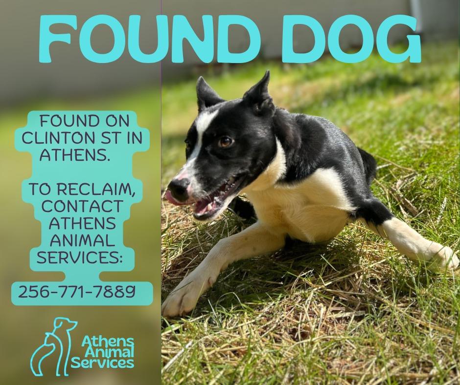 HILLARY - hold until 5/18, Adoptable, Young Female Border Collie.