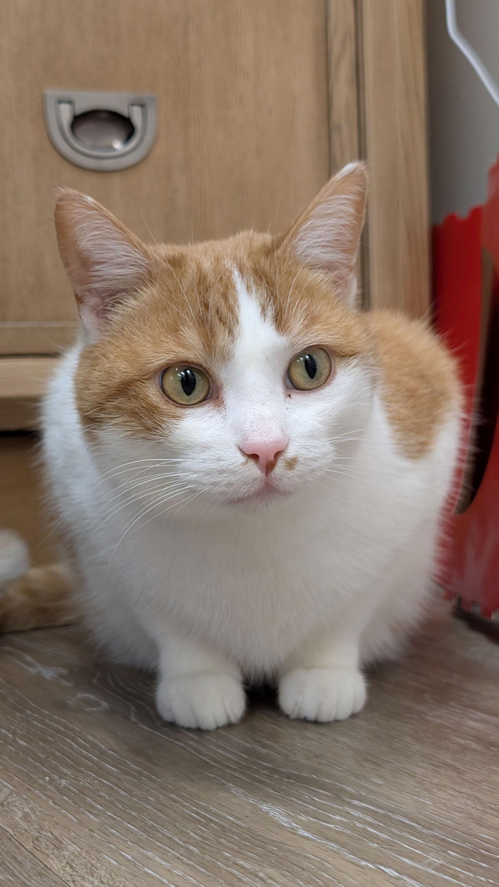 Gohan, Adoptable, Adult Male Domestic Short Hair.