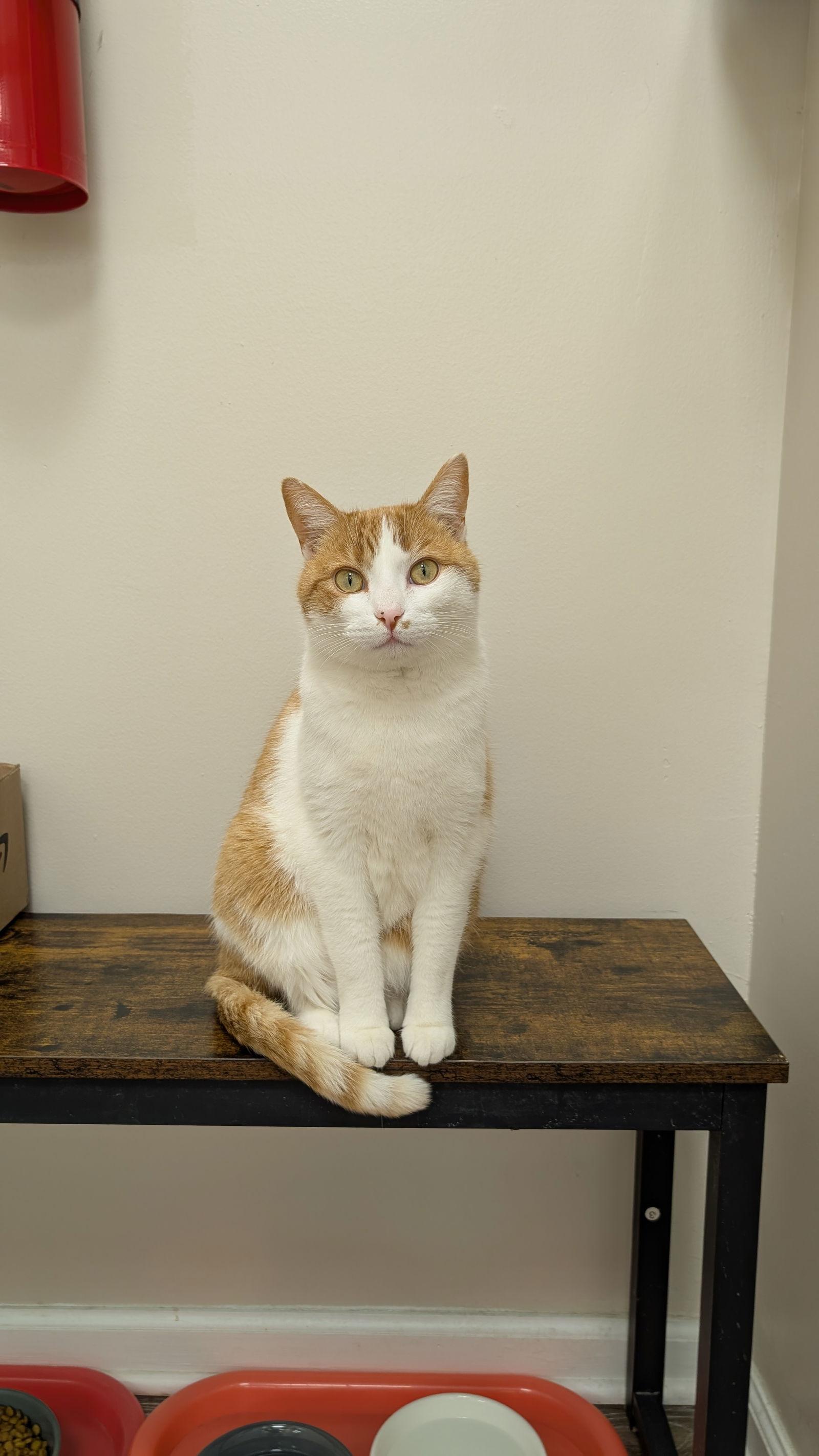 Enlarge Gohan, a Adoptable Domestic Short Hair in Columbus, OH image 3/3
