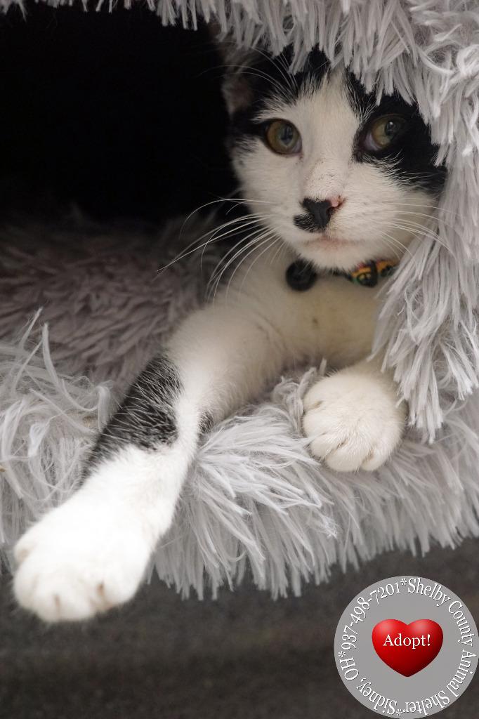 Draven, Adoptable, Kitten Male Domestic Short Hair.