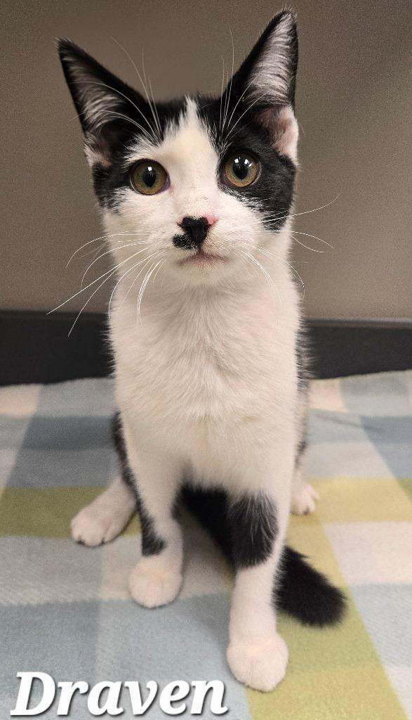 Draven, a Adoptable mixed breed in Sidney, OH image 2/3