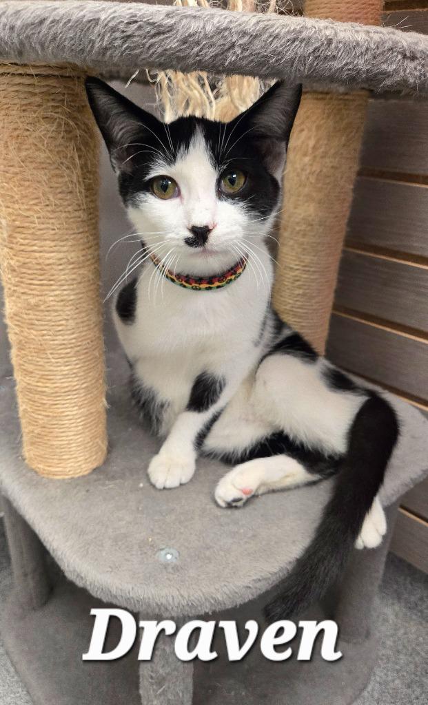 Draven, a Adoptable mixed breed in Sidney, OH image 3/3