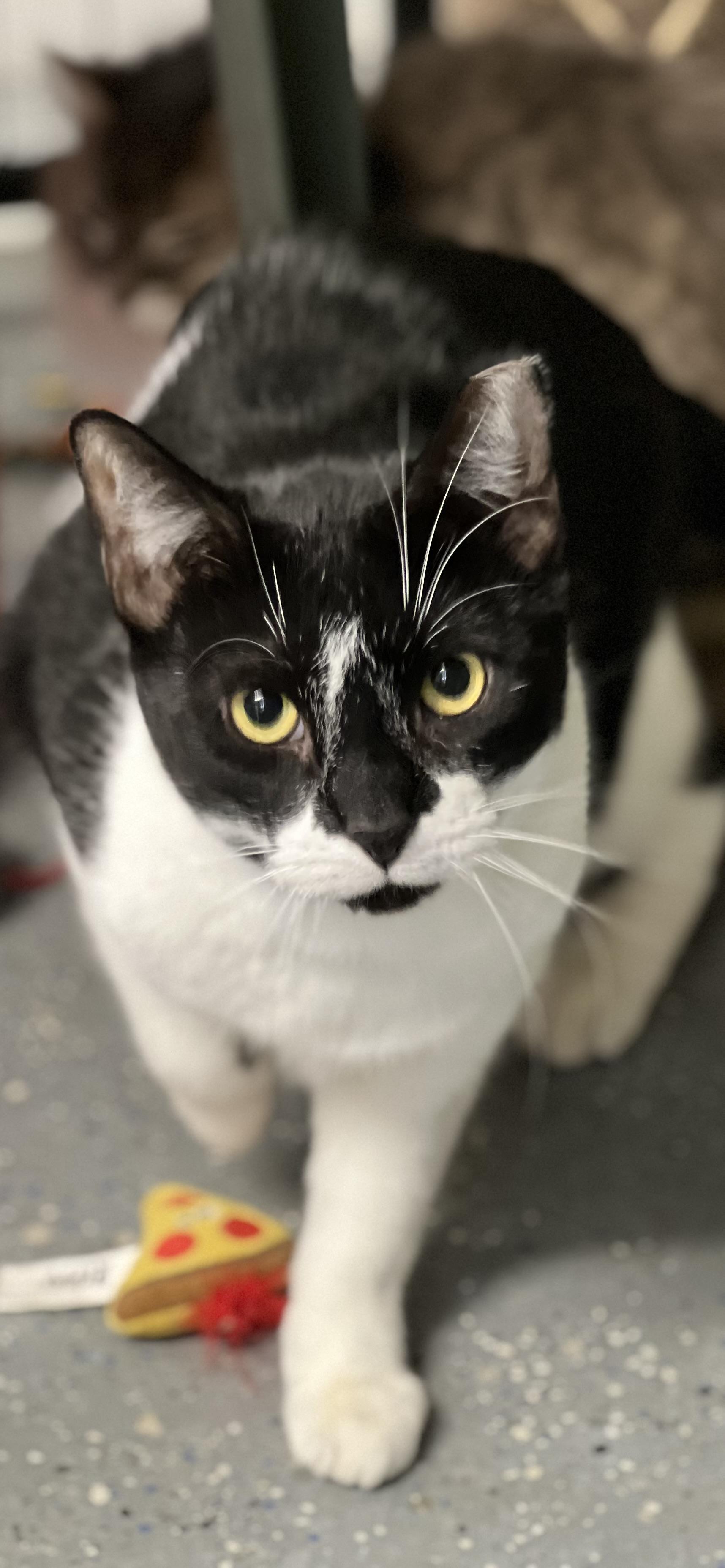 Diamond, a Adoptable Domestic Short Hair in Holland, MI image 1/2