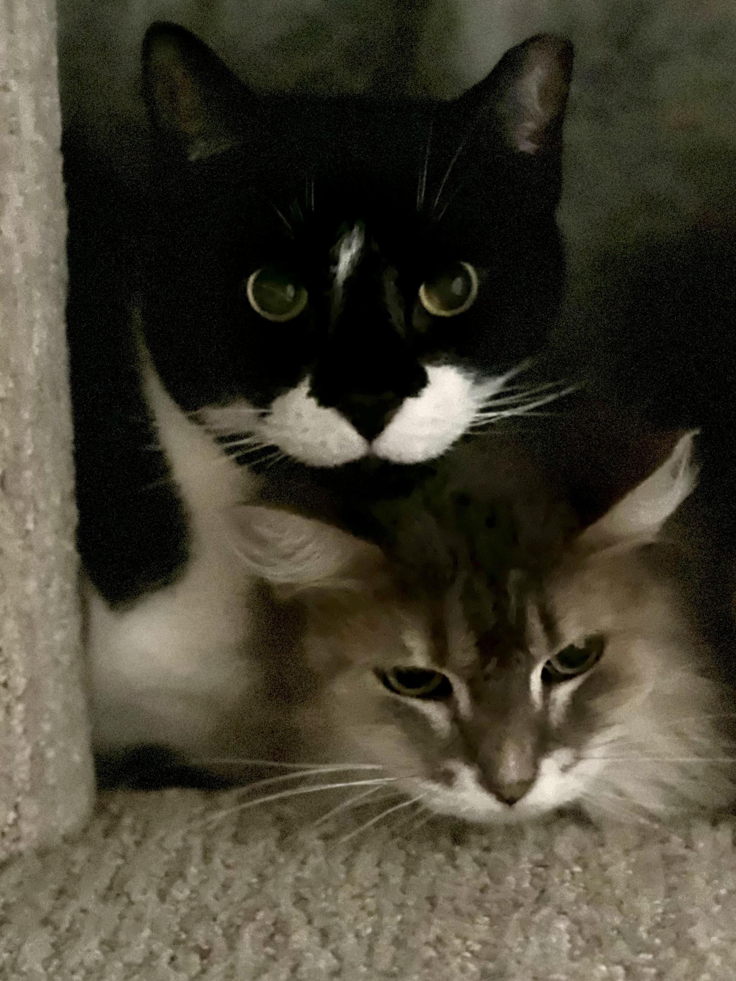 Diamond, a Adoptable Domestic Short Hair in Holland, MI image 2/2