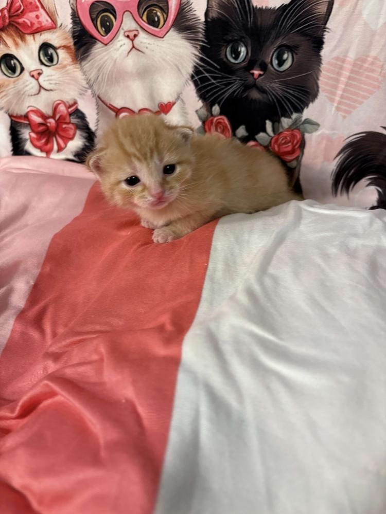 Fabian, Adoptable, Kitten Male Domestic Short Hair.